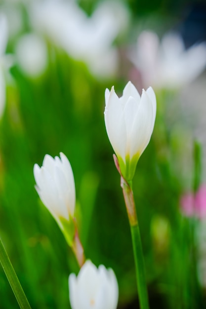 Schöne Regenlilienblume. Zephyranthes Lily, Fairy Lily, kleine Hexen. (Zephyranthas sp.)