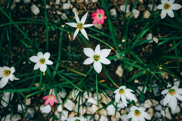 Schöne Regenlilienblume. Zephyranthes Lily, Fairy Lily, kleine Hexen. (Zephyranthas sp.)