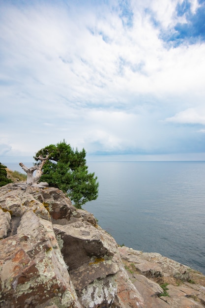 Schöne Regenstratuswolken über dem Meer. Wacholder auf dem Felsen. Russland, Krim.