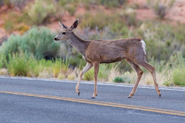 Schöne Rehe auf der Asphaltstraße