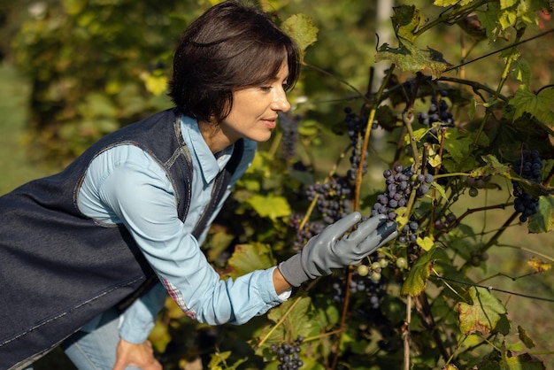 Schöne reife Frau in Freizeitkleidung und einem Gummihandschuh, der den Zustand der roten Traube auf dem Feld untersucht Konzept der Landwirtschaft und Ernte von Menschen