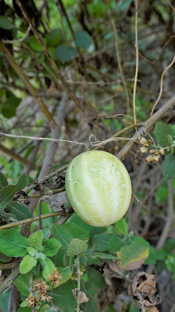 Schöne reife Frucht von Echinocystis lobata, auch bekannt als Wildgurke