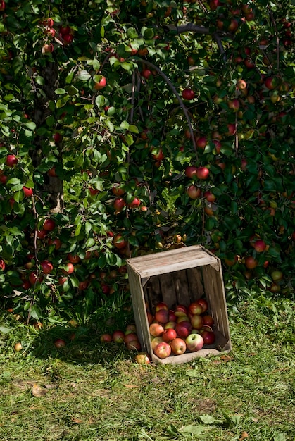 Schöne reife Äpfel bereit zum Pflücken