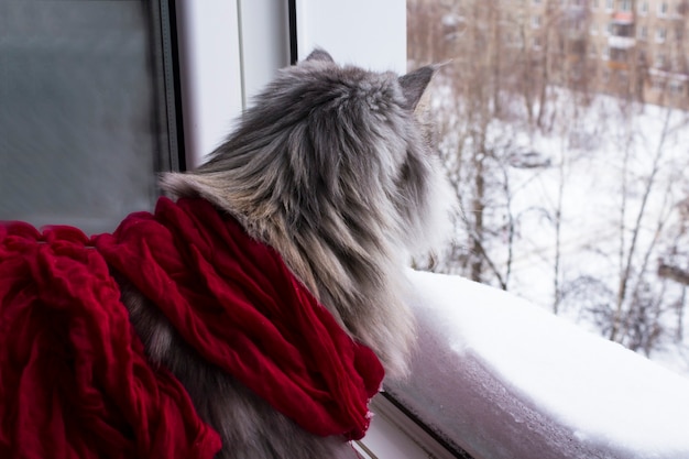 Schöne reinrassige Katze in einem roten Schal betrachtet die Winterlandschaft vor dem Fenster. der Winter ist gekommen