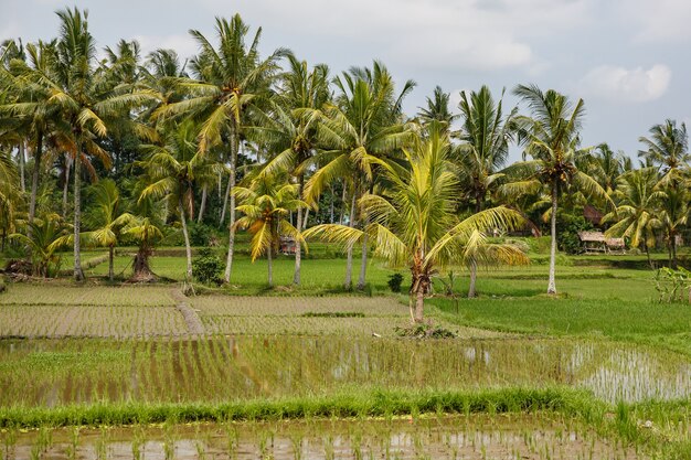 Schöne Reisfelder in Bali, Indonesien.