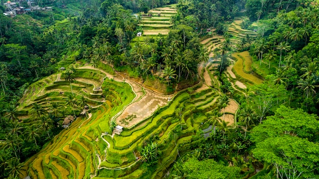 Schöne Reisterrassen auf der Luftaufnahme der Insel Bali