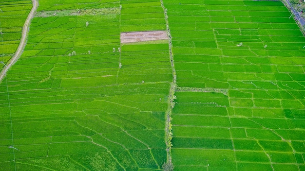 Schöne reisterrassen im morgenlicht nahe tegallalang-dorf, ubud, bali, indonesien.