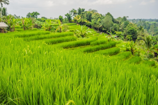 Schöne Reisterrassen von Jatiluwih vor dem Hintergrund berühmter Vulkane in Bali, Indonesien.