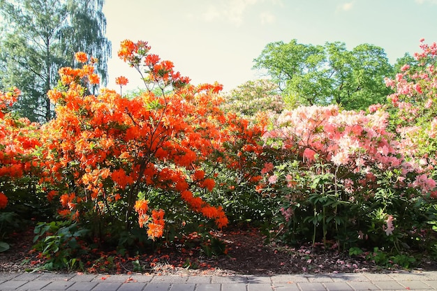 Schöne Rhododendron-Blumen im Frühlingspark Die blühende Jahreszeit von Azaleen und Rhododendren