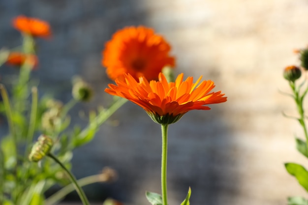 schöne Ringelblume vor einem verschwommenen Gartenhintergrund