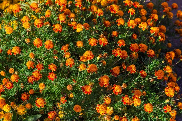 Schöne Ringelblumenblume im Garten