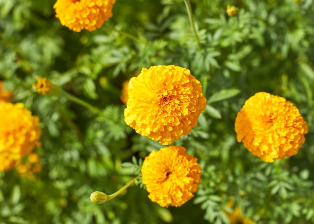 Schöne Ringelblumenblumen