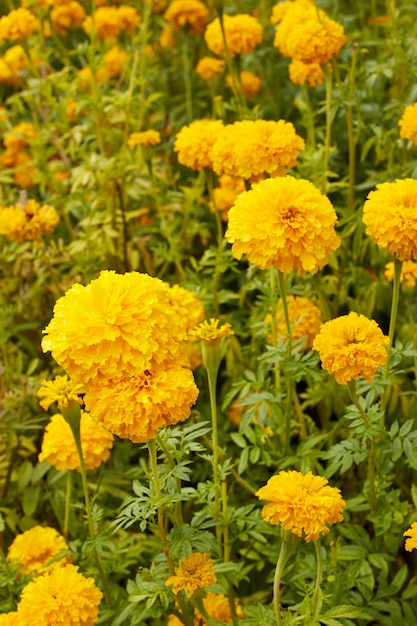 Schöne Ringelblumenblumen