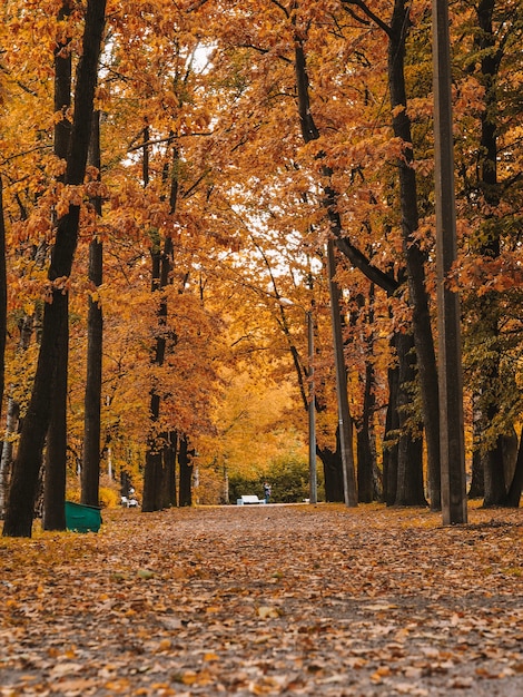 Schöne romantische Gasse in einem Park mit bunten Bäumen. Natürlicher Hintergrund des Herbstes