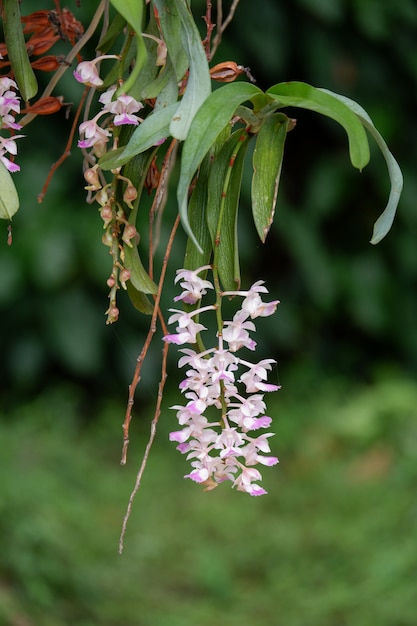 Schöne rosa Aerides falcata Orchideenblume