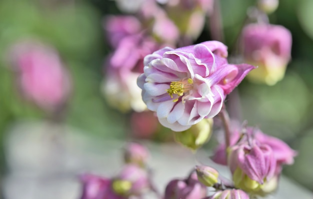 Schöne rosa Akelei-Blume