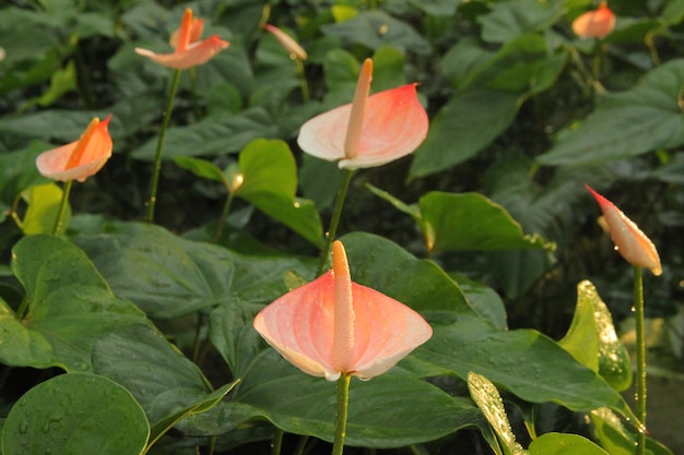 Schöne rosa Anthuriumblumen im Gewächshaus
