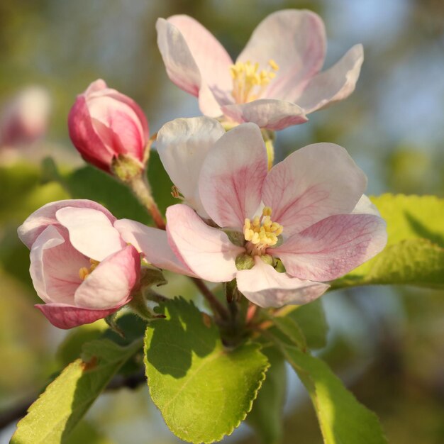 Schöne rosa Apfelbaumblüte aus nächster Nähe