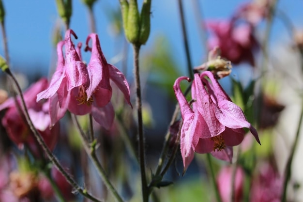 Schöne rosa Aquilegia-Blume auf grün-blauem Hintergrund in der Nähe