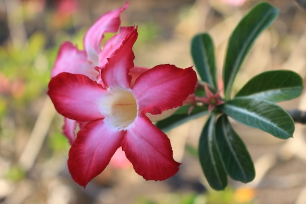 Schöne rosa Azalee blüht tropische Blumen