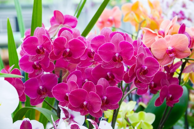 Schöne rosa blühende Orchideenblumen im Makro