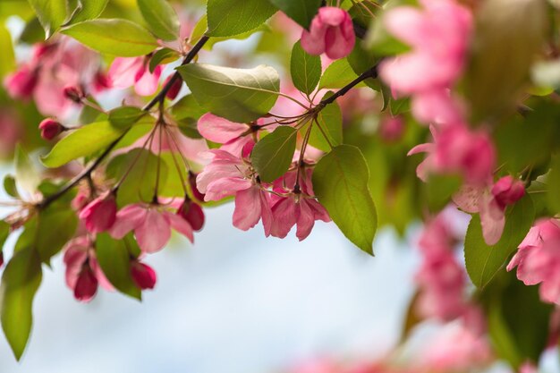 Schöne rosa Blüten auf dem Baum