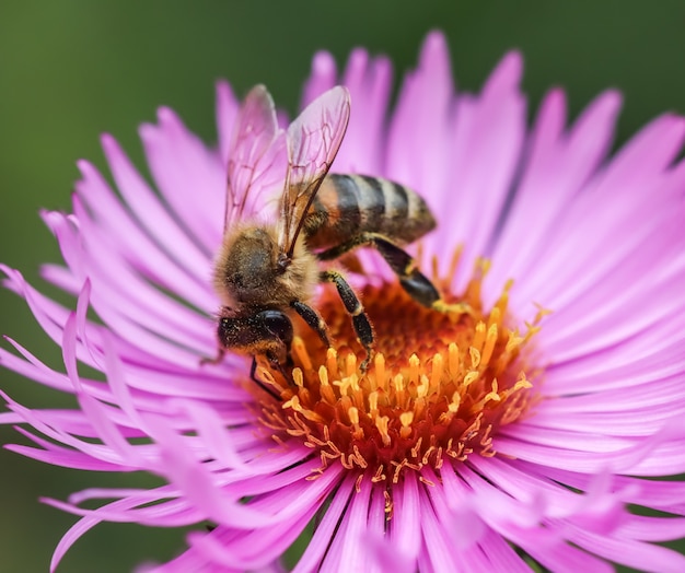 Schöne rosa Blüten der Herbstaster mit einer Biene im Garten