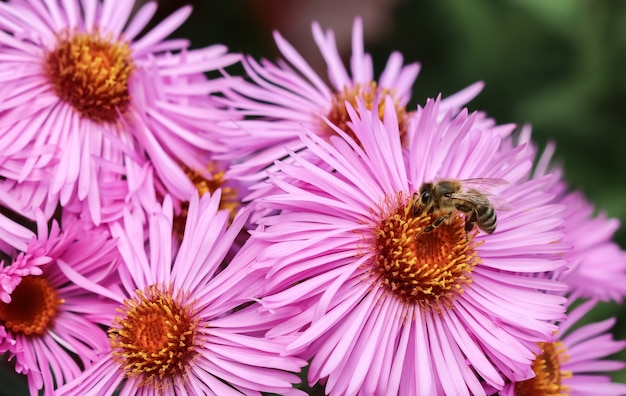 Schöne rosa Blüten der Herbstaster mit einer Biene im Garten