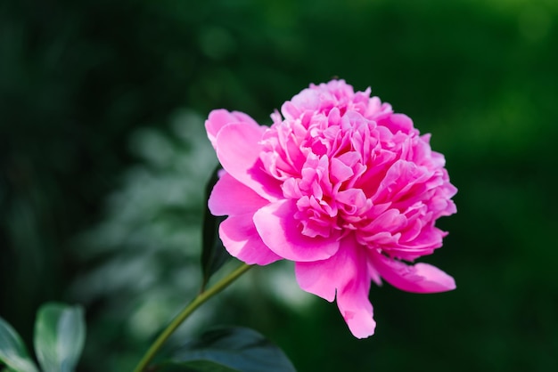 Schöne rosa Blüten der krautigen Pfingstrose im Sommer im Garten