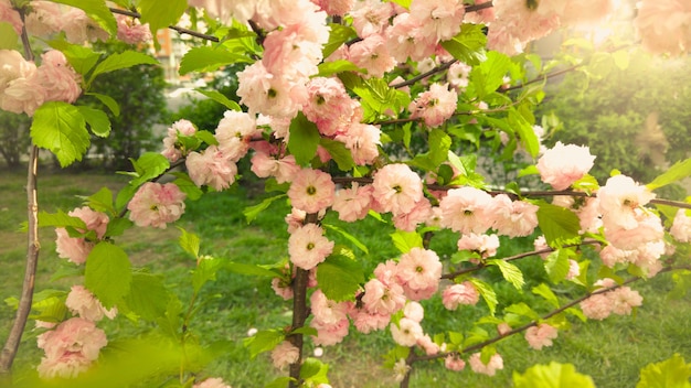 Schöne rosa Blüten der Nahaufnahme auf Bäumen am sonnigen Tag