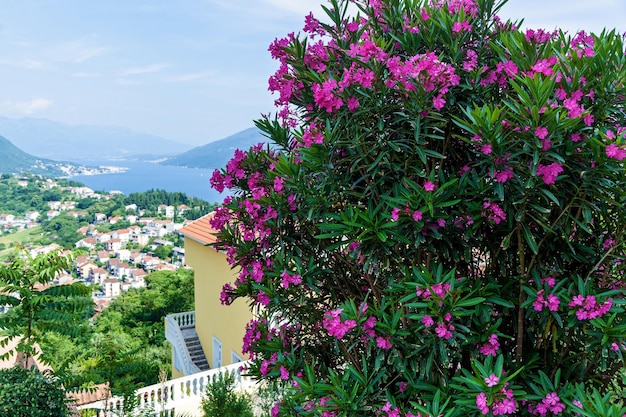 Schöne rosa Blüten der Pflanze Oleander