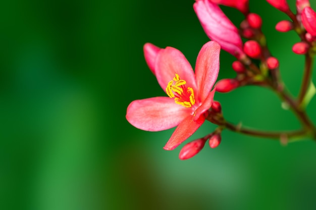 Schöne rosa Blüten und Knospen an einer Pflanze