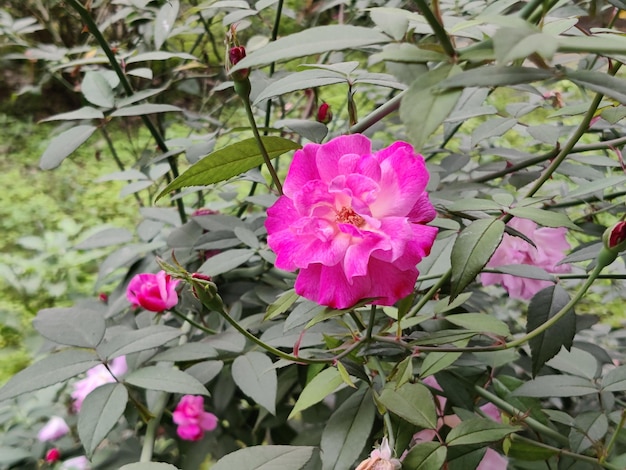 Schöne rosa Blüten