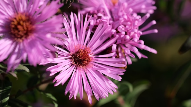 schöne rosa Blüten