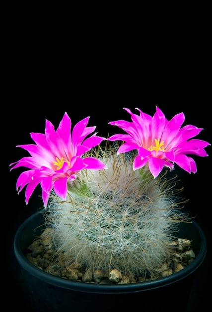 Schöne rosa Blume des Mammillaria-Kaktus im Pflanztopf