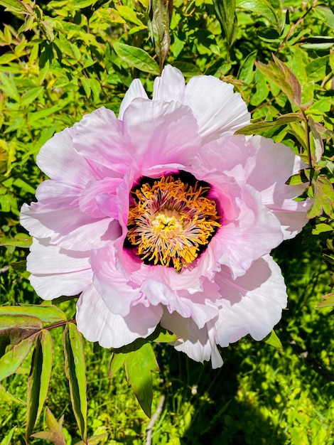 schöne rosa blume im garten. Baumpfingstrosen