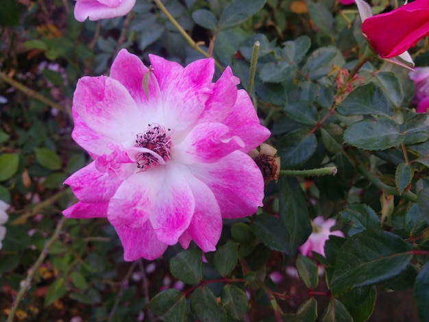 Foto schöne rosa blume im garten