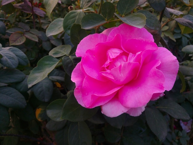 schöne rosa Blume im Garten