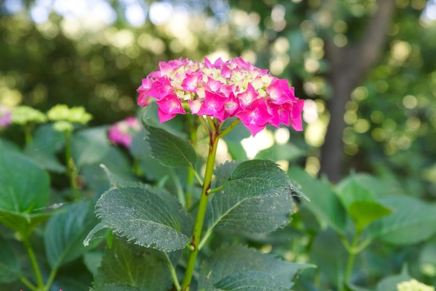 Schöne rosa Blume mitten in einem Park