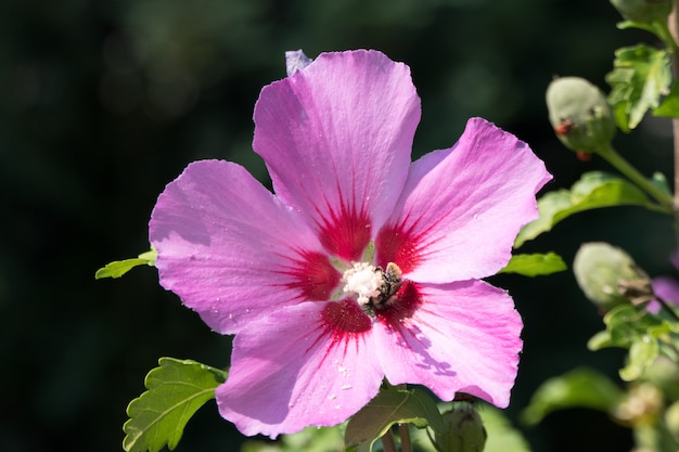 Schöne rosa Blume, umgeben von grünen Zweigen