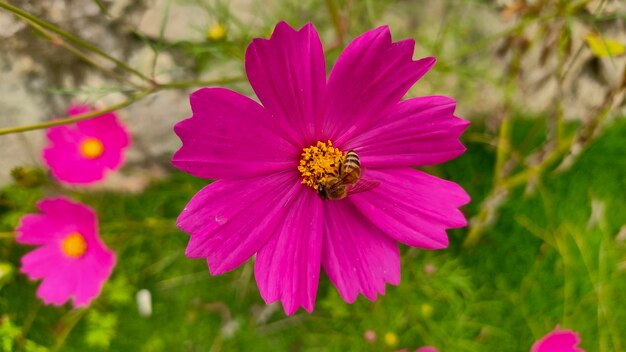 Foto schöne rosa blume