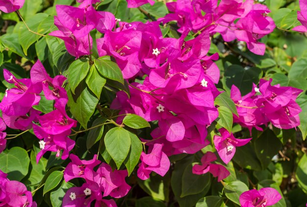 Schöne rosa Blumen auf dem Busch Natürlicher Hintergrund