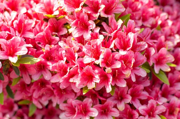 Schöne rosa Blumen auf einem Busch