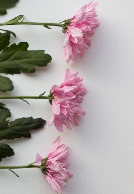 Schöne rosa Blumen auf weißem Tisch, Draufsicht