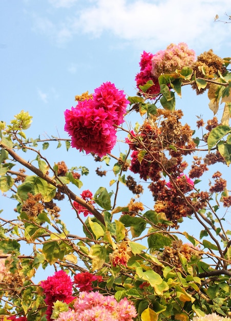 Schöne rosa Blumen, die im Frühling blühen