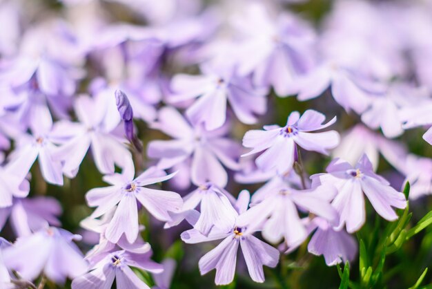 Schöne rosa Blumen gegen grüne Pflanzen im Frühlingsgarten., Pflanzen und Blumen