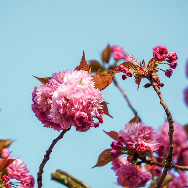 Schöne rosa Blumen und blauer Himmel in der Frühlingssaison