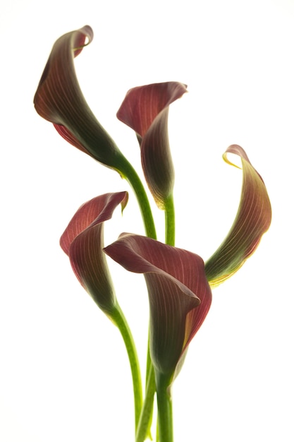 Schöne rosa Calla-Lilien auf weißem Hintergrund.