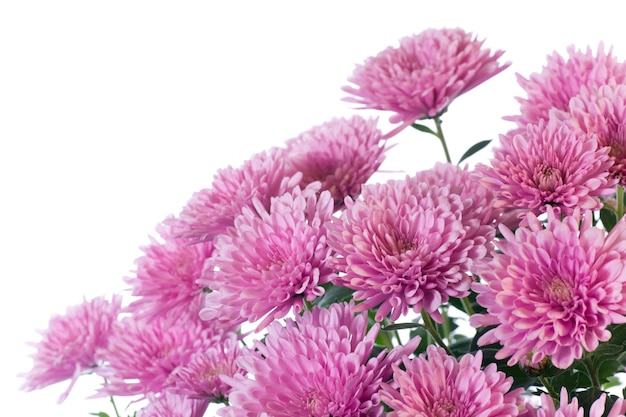 Schöne rosa Chrysantheme Blume (Herbst lebendiger Hintergrund) isoliert auf weiß