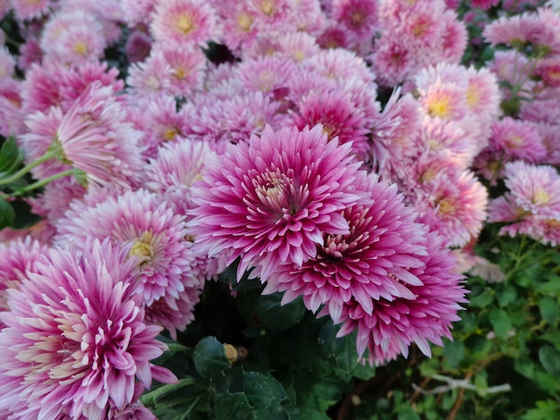 Foto schöne rosa chrysantheme blumen draufsicht